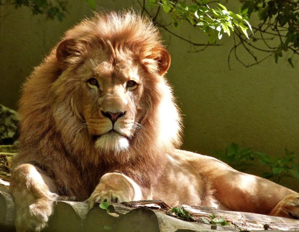 bague tete de lion