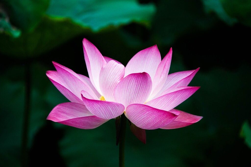 signification fleur de vie