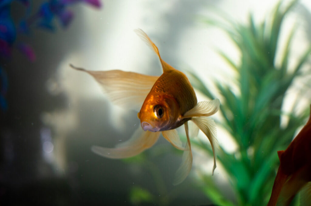 Aquarium
